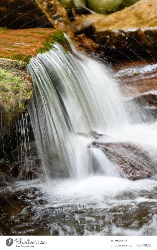 Flüsschen Ilse II Natur Wasser Herbst Wald Bach Fluss Wasserfall Harz klein nah nass natürlich braun grün weiß fließen Strömung Hochformat steinig Stein