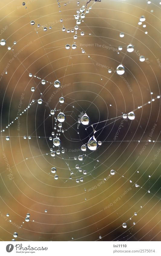 Tropfen im Spinnennetz Natur Luft Wasser Wassertropfen Herbst Garten Park Wiese Feld blau braun gelb grau grün schwarz weiß Tau Reflexion & Spiegelung perlen