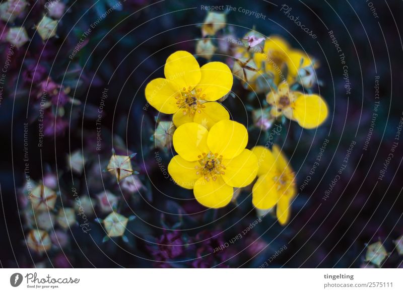 sie leuchten Garten Natur Pflanze Blume Blatt Blüte Duft zart gelb violett Blütenknospen sanft Farbfoto Gedeckte Farben Außenaufnahme Textfreiraum links