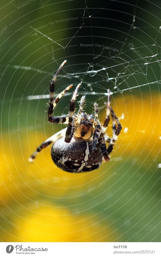 Kreuzspinne Natur Tier Sonnenlicht Herbst Schönes Wetter Garten Park Feld Wald Spinne 1 gelb grün schwarz weiß Spinnennetz Spinnenbeine spinnen Gegenlicht