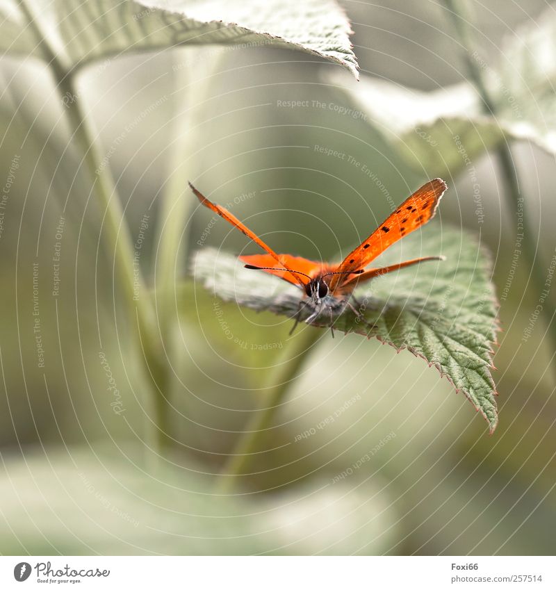 Auf ins neue Jahr.... 2012 Natur Landschaft Frühling Sommer Klimawandel Schönes Wetter Sträucher Blatt Grünpflanze Wiese Nutztier Schmetterling Tier beobachten