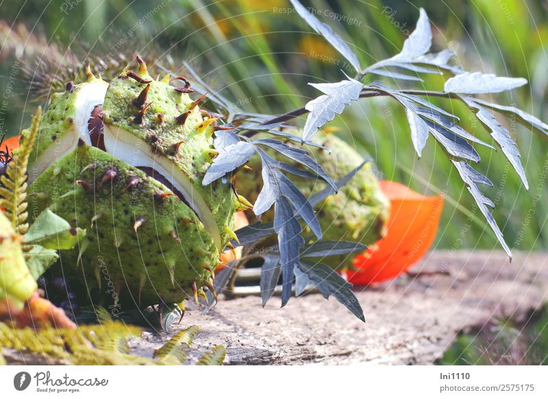 Kastanien Natur Pflanze Herbst Schönes Wetter Blatt Garten Park Feld blau braun gelb grau grün orange weiß Holunderblatt Physalis geplatzt stachelig Hülle