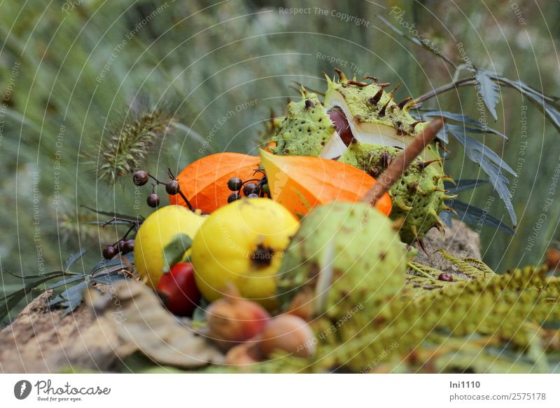 Kastanien Quitten Physalis Natur Pflanze Herbst Garten Park Wald braun mehrfarbig gelb grau grün orange schwarz weiß Nuss herbstlich Herbstfärbung Herbstwald