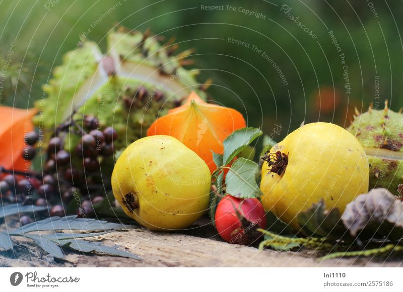 Quitten Physalis Kastanie Hagebutte Wohnung Dekoration & Verzierung Natur Pflanze Herbst Garten Park Feld Wald gelb grau grün orange rot schwarz Hagebutten