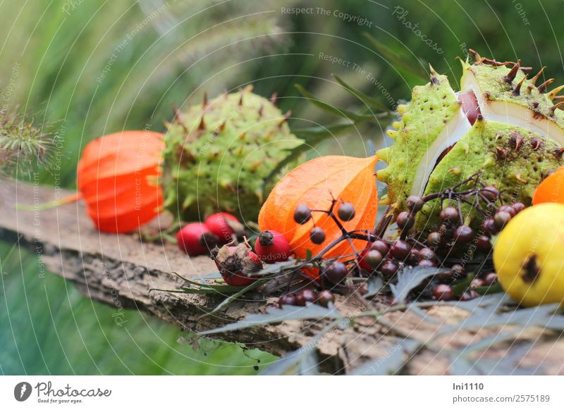 Kastanien Physalis Holunder Natur Pflanze Herbst Sträucher Blatt Garten Park Feld braun gelb grau grün orange rot schwarz weiß Quitte Hagebutten Herbstfärbung