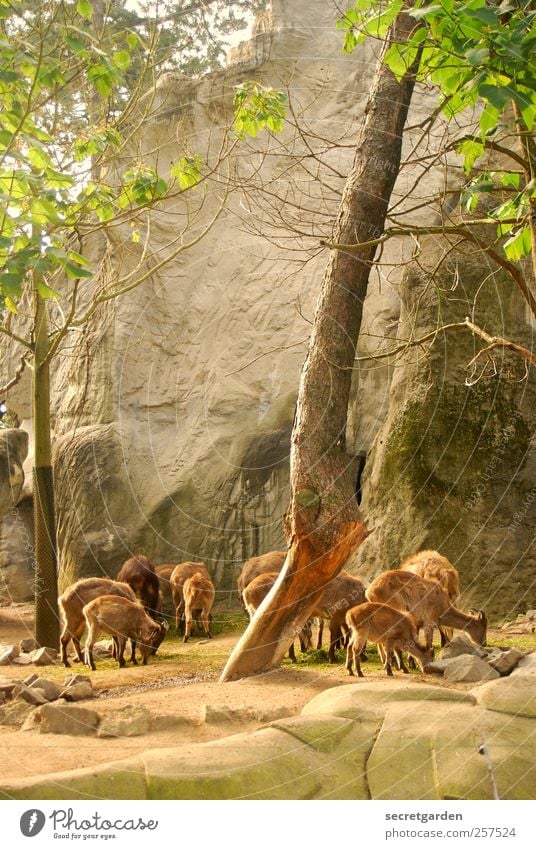 schauspiel für den jäger. Jäger Bühne Umwelt Natur Pflanze Tier Erde Frühling Schönes Wetter Baum Felsen Berge u. Gebirge Wildtier Zoo Streichelzoo Reh