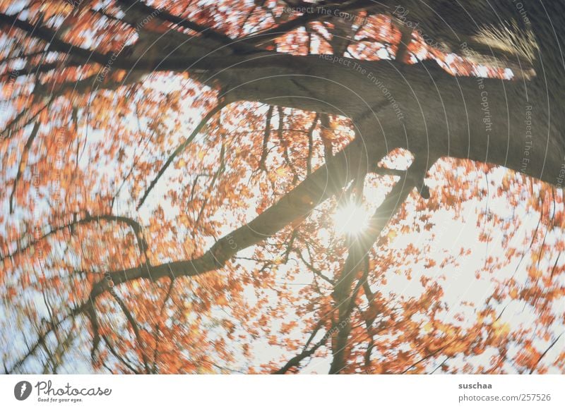 guten rutsch ... Natur Himmel Sonne Klima Schönes Wetter Hoffnung Umweltschutz Baum Baumstamm Äste durchschimmern Blüten dynamisch Rotation Farbfoto