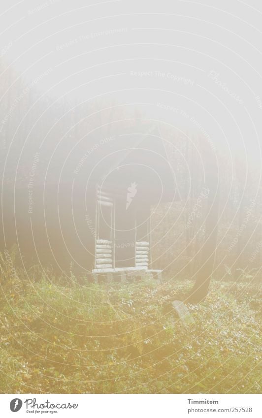 Ein neues Jahr...wir werden ja sehen! Freizeit & Hobby Umwelt Natur Pflanze Herbst schlechtes Wetter Nebel Baum Gras Hütte Holz Erholung gehen Blick träumen