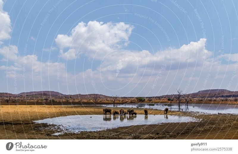 Madikwe NP Südafrika Ferien & Urlaub & Reisen Tourismus Ausflug Abenteuer Ferne Freiheit Sightseeing Safari Expedition Umwelt Natur Landschaft Erde Sand Hügel