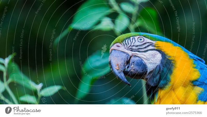 Schräger Blick Ferien & Urlaub & Reisen Tourismus Ausflug Abenteuer Safari Expedition Wald Urwald Tier Wildtier Tiergesicht Flügel Fell Zoo Papageienvogel 1