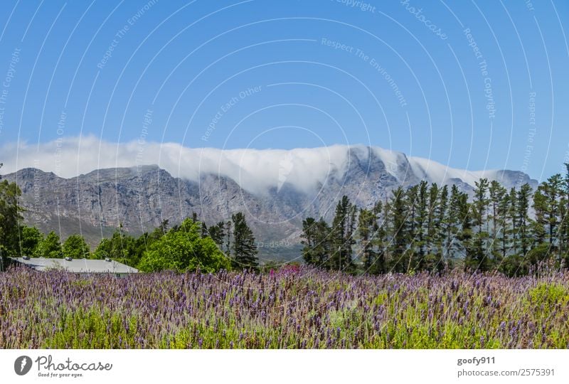 Wolkenspiel in Franschhoek Südafrika Ferien & Urlaub & Reisen Tourismus Ausflug Abenteuer Ferne Freiheit Umwelt Natur Landschaft Himmel Sommer Schönes Wetter