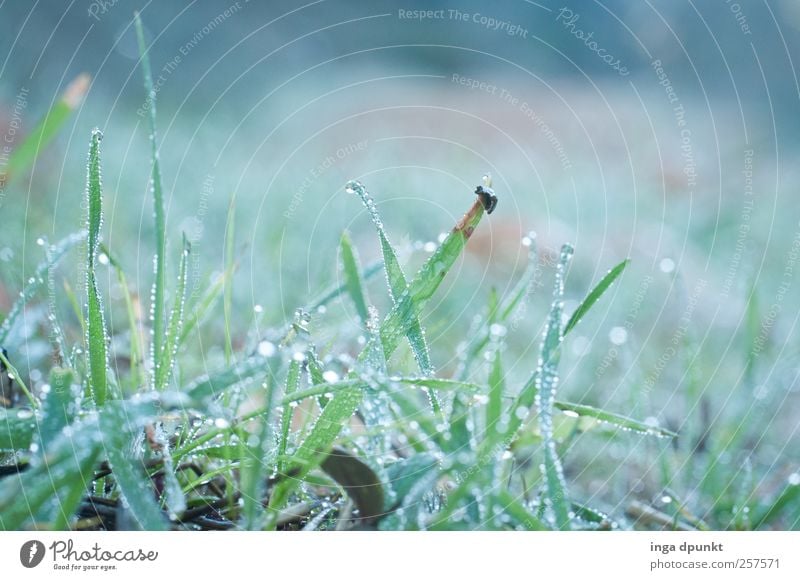 kleine Tropfen Umwelt Natur Landschaft Pflanze Wasser Wassertropfen Herbst Gras Grünpflanze Wildpflanze Wiese Wachstum frisch kalt nass grün Gefühle