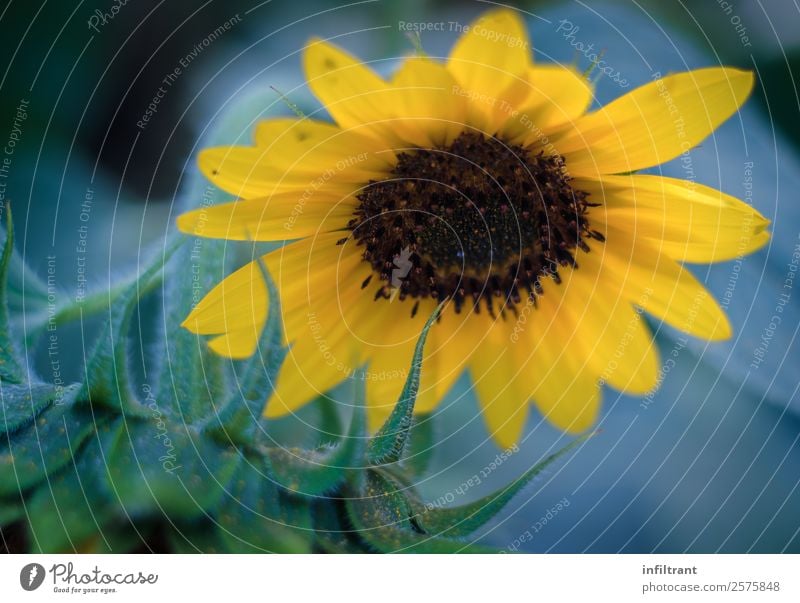 Sonnenblume Natur Pflanze Sommer Blume Blüte Nutzpflanze ästhetisch natürlich schön gelb grün Lebensfreude friedlich ruhig Reinheit Idylle nachhaltig Umwelt