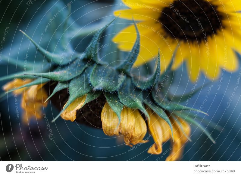 Sonnenblume Natur Pflanze Sommer Blume Blüte Nutzpflanze ästhetisch natürlich gelb grün schön Leben Reinheit ruhig Umwelt Umweltschutz Farbfoto Außenaufnahme