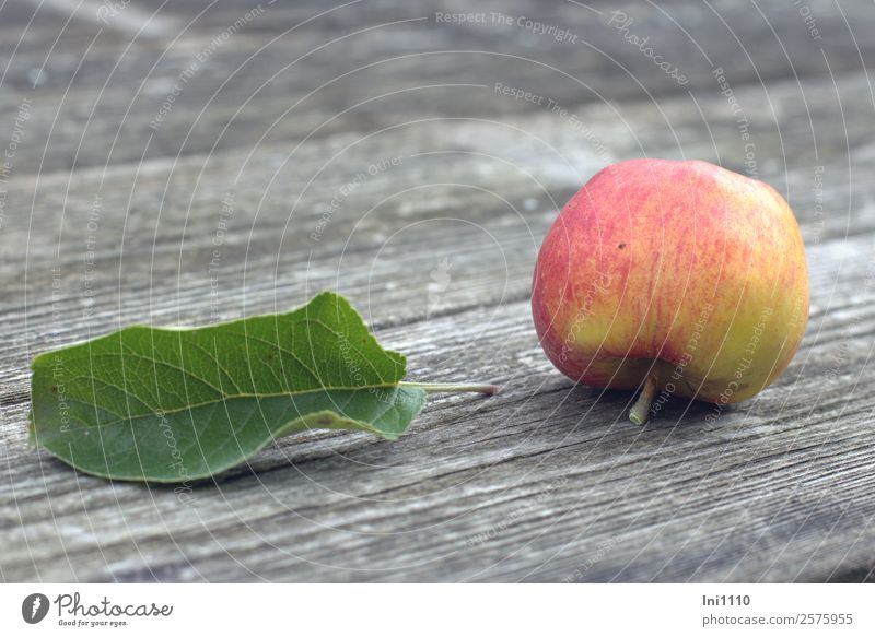 Apfel mit Blatt I Lebensmittel Pflanze Herbst Garten mehrfarbig gelb grau grün rot schwarz weiß Bioprodukte Ernte Hülle Stengel süß Wut knackig Herbstbeginn