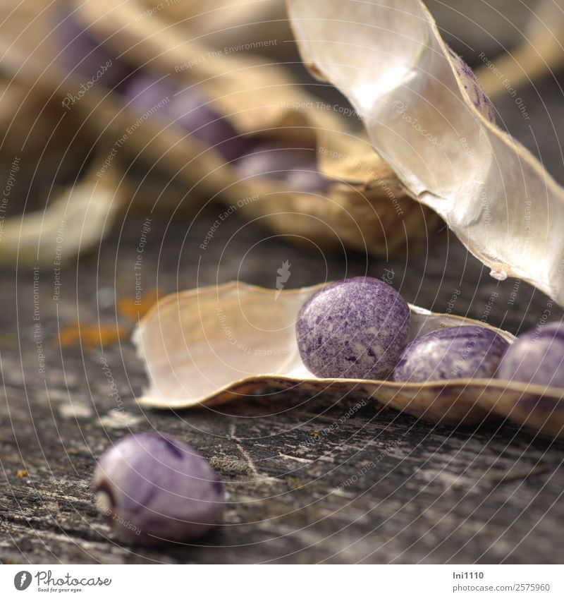 Stangenbohnen Lebensmittel Gemüse Bohnen Ernährung Frühstück Mittagessen Pflanze Herbst Schönes Wetter Garten braun gelb grau violett schwarz weiß Erntedankfest