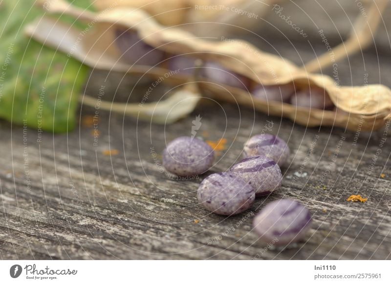 Stangenbohnen Gemüse Suppe Eintopf Natur Pflanze Schönes Wetter Garten braun gelb grau grün violett schwarz Bohnen Herbst mehrfarbig Vorrat Fleck Farbfoto