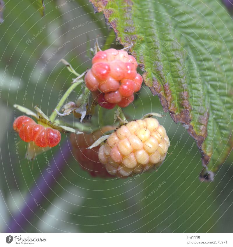 Himbeeren Natur Pflanze Herbst Schönes Wetter Sträucher Blatt Garten blau braun grau grün violett rosa rot schwarz weiß Beeren Beerensträucher unreif Süßwaren