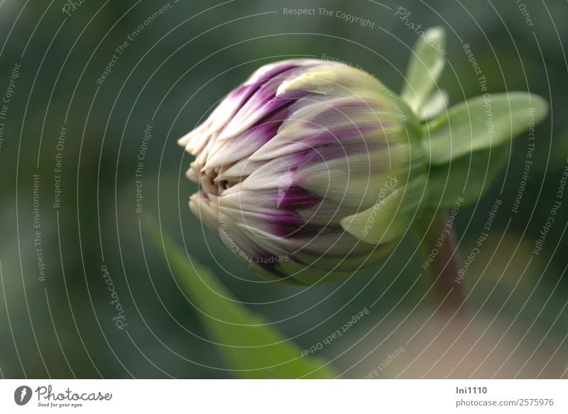 Dahlienknospe Natur Pflanze Herbst Blume Blatt blau braun grün violett schwarz weiß Blütenknospen letzte Herbstbeginn zweifarbig Schwarzweißfoto Gedeckte Farben