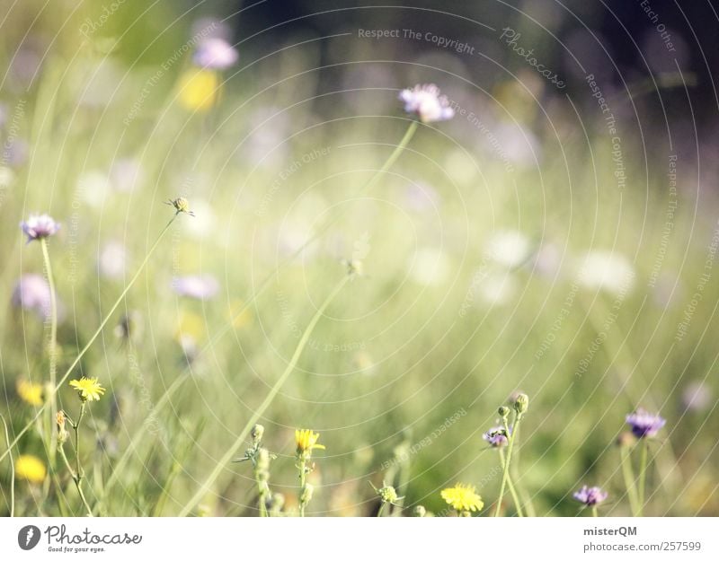 Duft+Sonne+Vogelgesang=Frühling. Kunst ästhetisch Zufriedenheit Waldlichtung Wiese Wiesenblume grün Gras Blüte Blühend Natur Weide Wind Gezwitscher wehen