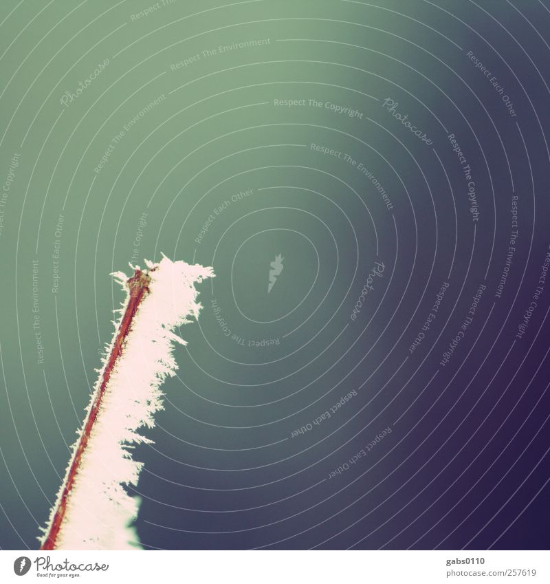 kalt Umwelt Natur Pflanze Winter Eis Frost Schnee Sträucher Garten einfach blau braun grün violett weiß Eiskristall einzigartig Minusgrade Jahreszeiten kühlen