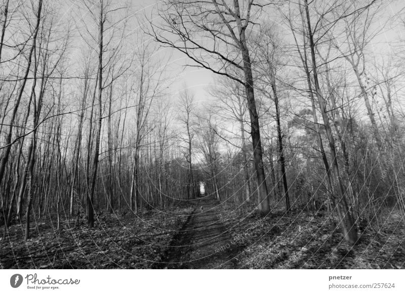 Forest Umwelt Natur Landschaft Pflanze Tier Himmel Wolkenloser Himmel Winter Klima Baum Wald Abenteuer Symmetrie Wege & Pfade wandern Spaziergang Hund Freiheit