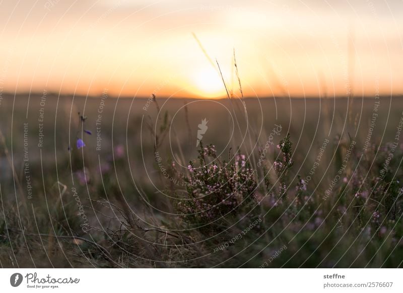 heide Landschaft Pflanze Sonnenaufgang Sonnenuntergang Schönes Wetter Sträucher Moos ruhig Heidekrautgewächse Lüneburger Heide Farbfoto Außenaufnahme