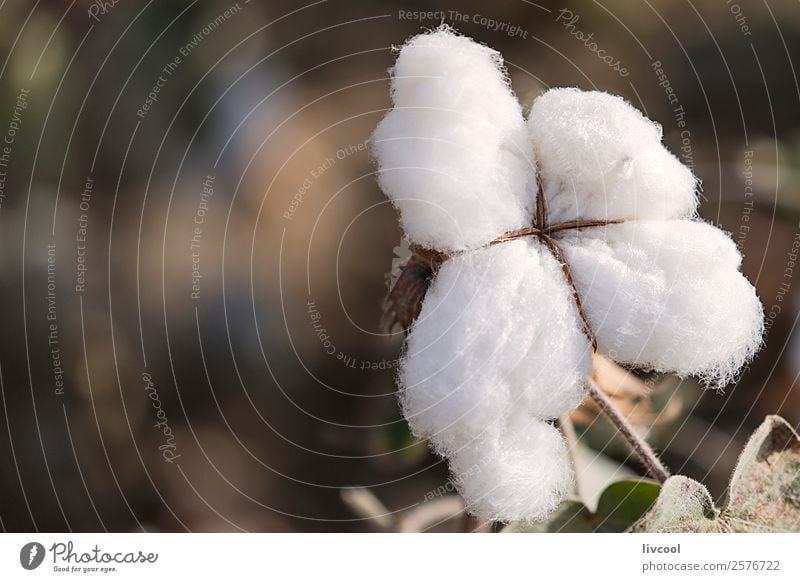 Faser Baumwolle, Charkilik- China Natur Landschaft Pflanze Blatt Nutzpflanze Feld Stoff Wachstum authentisch weiß Faserbaumwolle Ernte charkilik ruoqiang