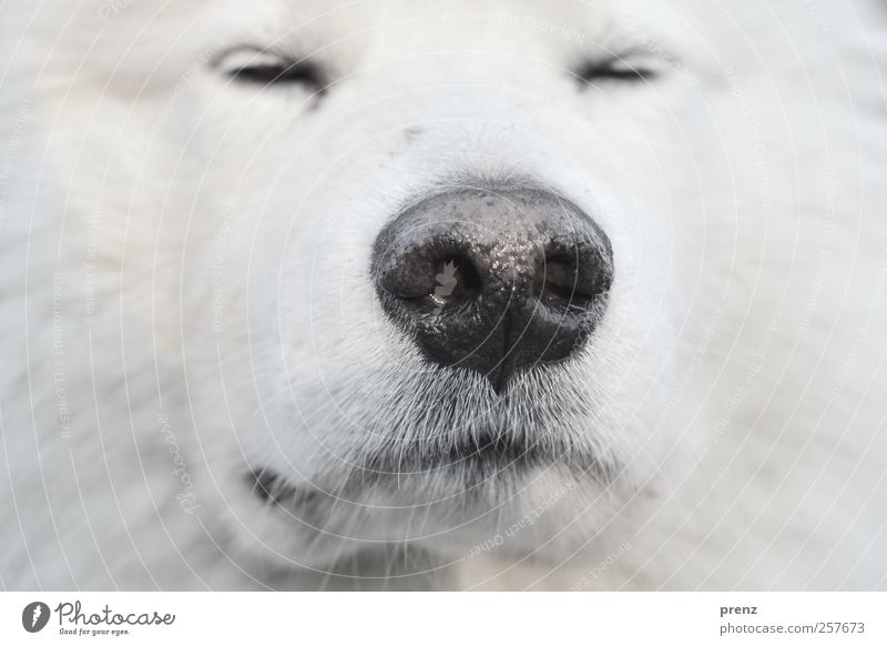 Schnuff Tier Haustier Nutztier Hund Fell 1 Blick weiß Schlittenhund Nase Nahaufnahme Kopf Detailaufnahme Farbfoto Menschenleer Schwache Tiefenschärfe