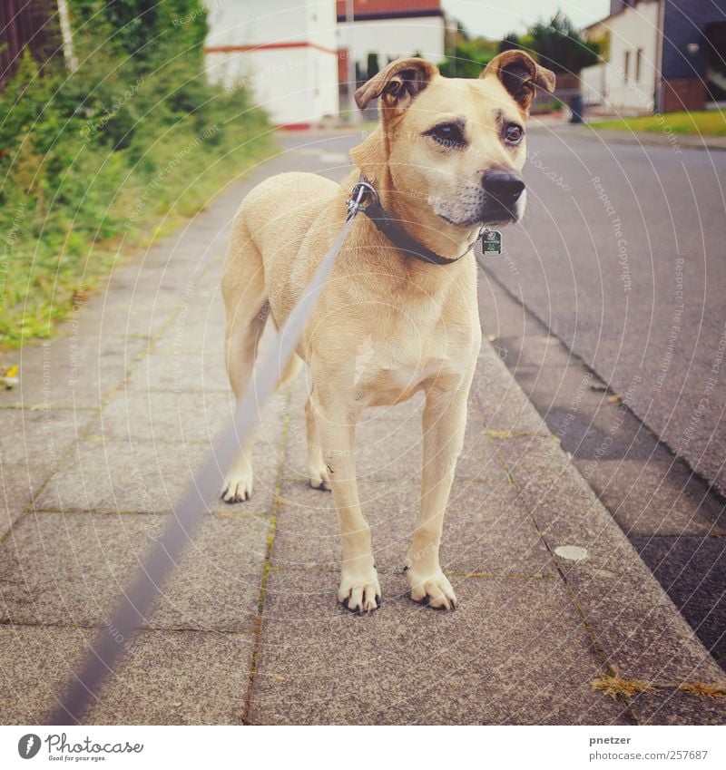 Jonny Kleinstadt Haus Tier Haustier Hund 1 Gefühle beobachten Blick Hundeleine Hundehalsband Wege & Pfade Bürgersteig Hecke Ohr hören beige Nase Wachsamkeit