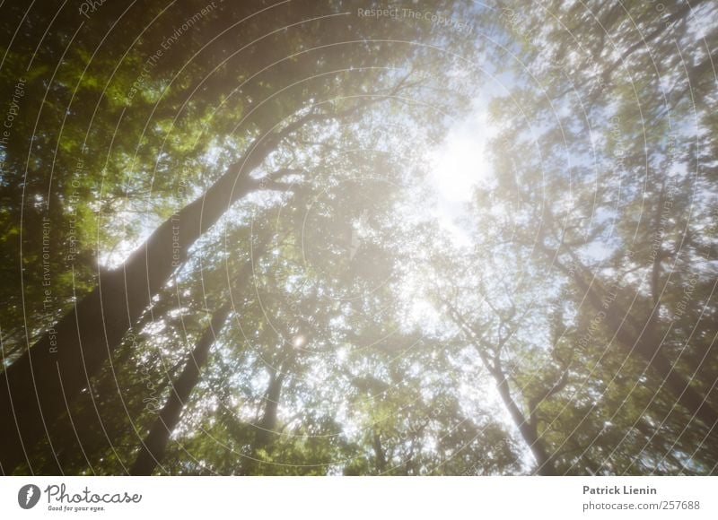 Freiheit Wohlgefühl Zufriedenheit Sinnesorgane Erholung Ferien & Urlaub & Reisen Sommer Umwelt Natur Landschaft Pflanze Urelemente Luft Himmel Sonne Sonnenlicht