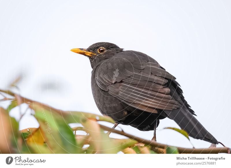 Amsel im Herbstlaub Natur Tier Sonne Sonnenlicht Schönes Wetter Baum Blatt Wildtier Vogel Tiergesicht Flügel Krallen Feder Schnabel Auge 1 beobachten glänzend