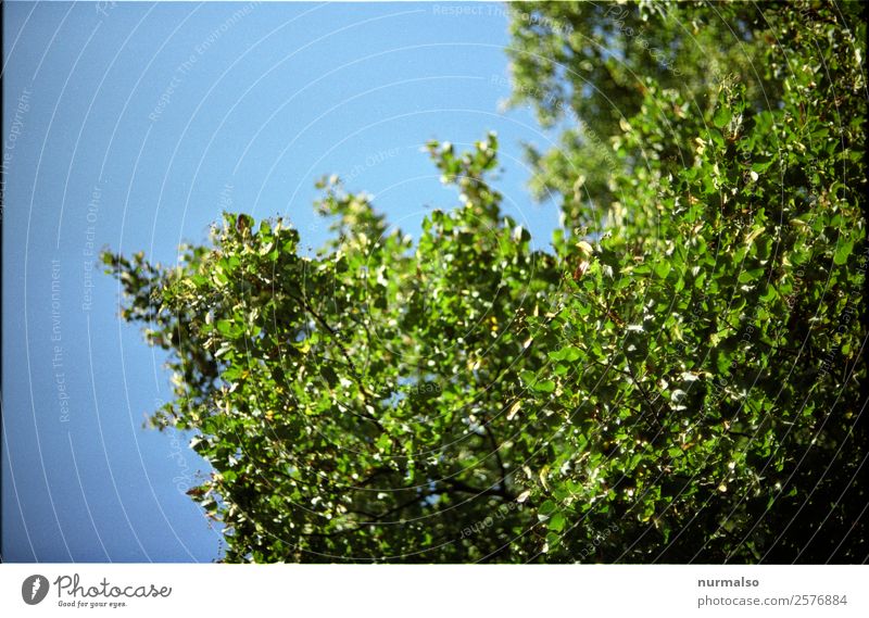 warten auf Grün Natur Pflanze Tier Sommer Klima Klimawandel Schönes Wetter Baum Blatt Garten Park Wald Erholung glänzend genießen leuchten Liebe Blick Wachstum