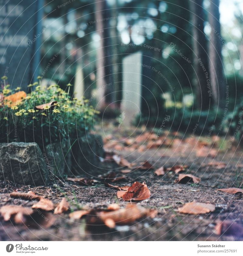 Blümchen für Harry Pflanze Urelemente Erde Blatt Traurigkeit warten weinen Tod Friedhof Grabstein Wege & Pfade Baum Idylle ruhen Ruhepunkt unvergesslich