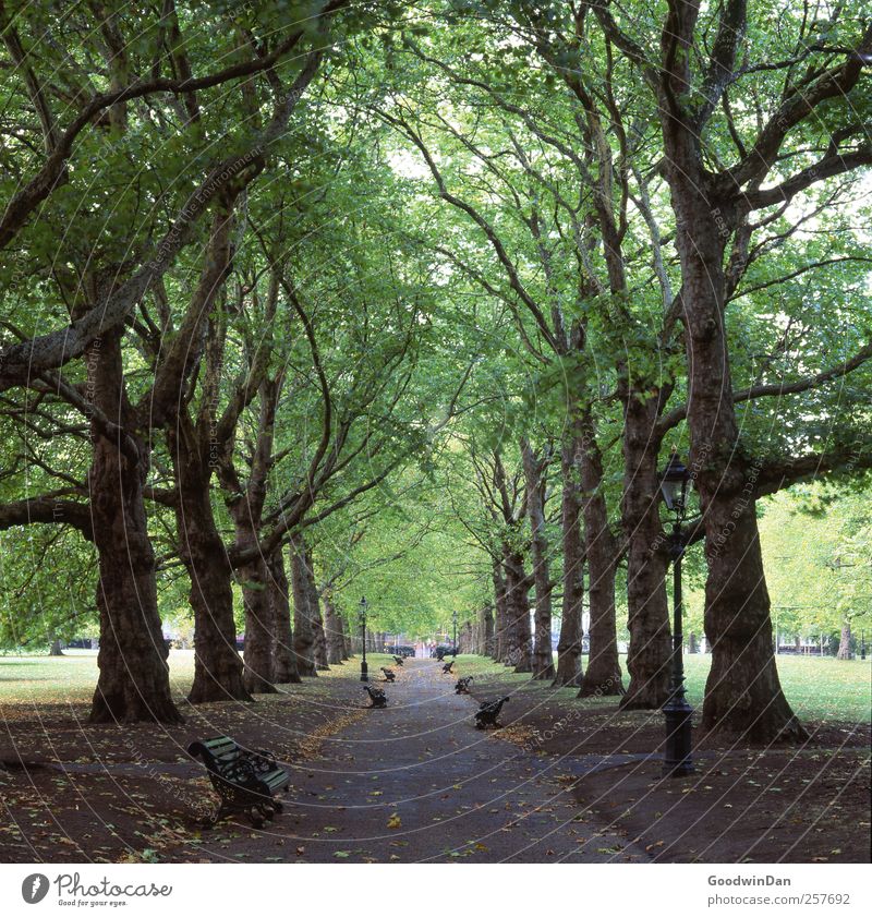 Geduld. Umwelt Natur Baum Park Stadt Hauptstadt Stadtzentrum alt ästhetisch authentisch einfach groß kalt viele Stimmung Farbfoto Außenaufnahme Menschenleer Tag