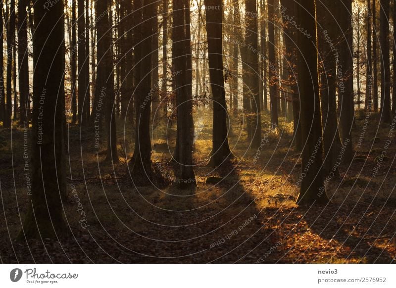 Sonnenuntergang im herbstlichen Wald Natur Herbst Zufriedenheit Idylle nachhaltig Umwelt Umweltschutz Mischwald Waldboden Waldspaziergang Waldlichtung Baum