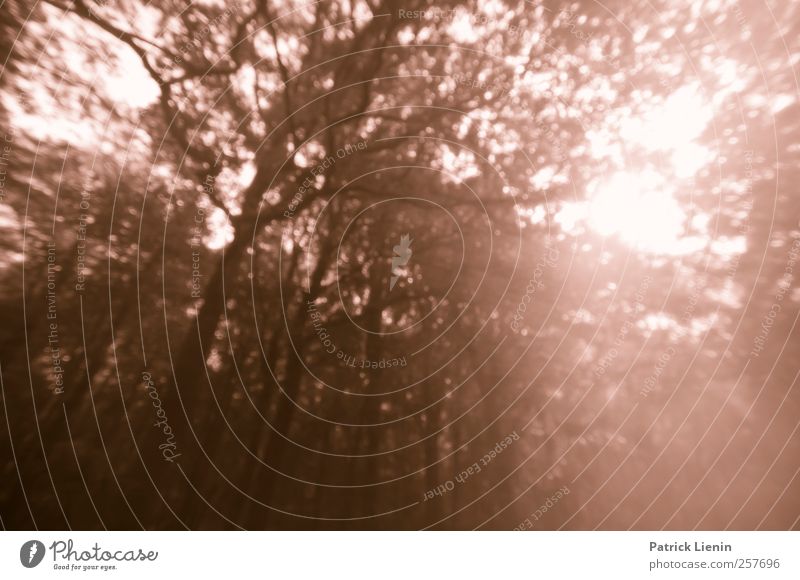 Traumwelt Umwelt Natur Landschaft Urelemente Luft Sonne Sonnenlicht Baum Wald hell natürlich wild Wut Stimmung bizarr Farbe Unschärfe träumen Farbfoto