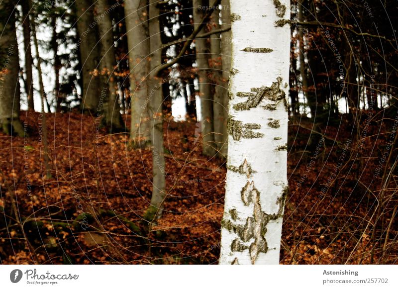 weißer Stamm Umwelt Natur Landschaft Pflanze Erde Wetter schlechtes Wetter Baum Sträucher Blatt Wald hell braun schwarz Birke Baumstamm Ast Geäst Baumrinde