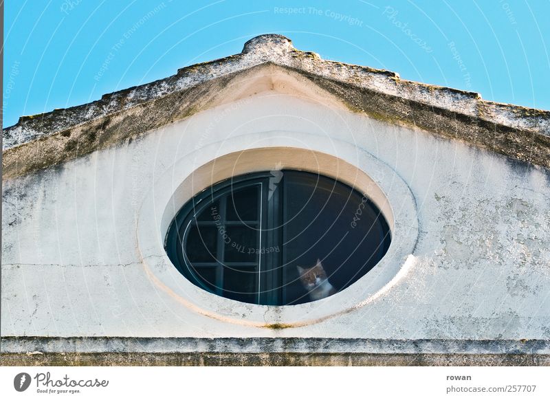 ausguck Bauwerk Gebäude Mauer Wand Fassade Fenster Tier Haustier Katze 1 Blick träumen Häusliches Leben Sehnsucht Fernweh Einsamkeit rund Dach Dachfenster