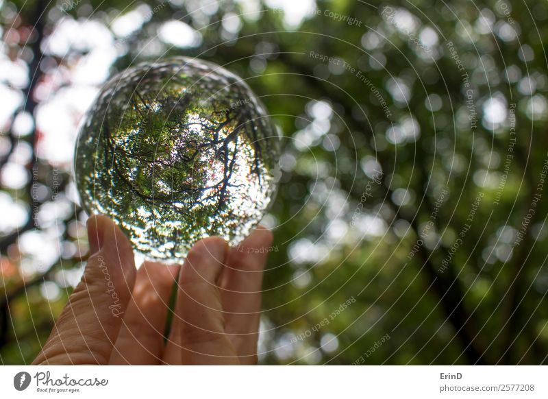 Äste und Blätter von Bäumen, die in einer Glaskugel gefangen sind. Design schön Hand Finger Kunst Umwelt Natur Landschaft Erde Herbst Baum Blatt Globus frisch