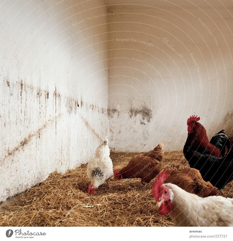 Eier-WG Mauer Wand Tier Nutztier Huhn Hahn Tiergruppe Fressen füttern laufen weiß Farbfoto Gedeckte Farben Innenaufnahme Menschenleer Textfreiraum oben Tag