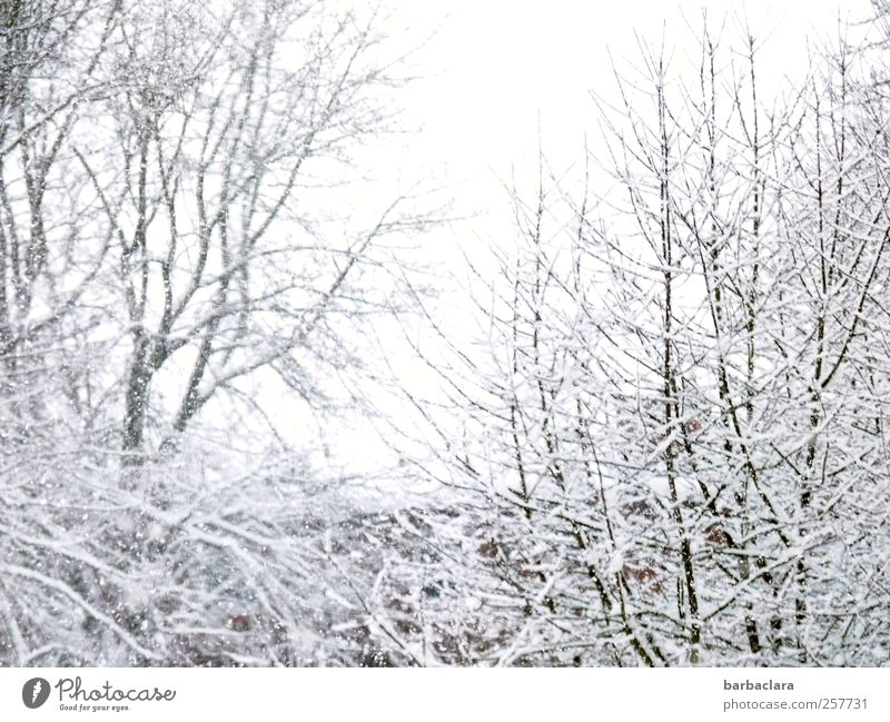 Es schneit Natur Landschaft Winter Schnee Schneefall Baum Sträucher Ast Park Gebäude Dach ästhetisch hell kalt weiß Freude Vorfreude ruhig Überraschung bizarr