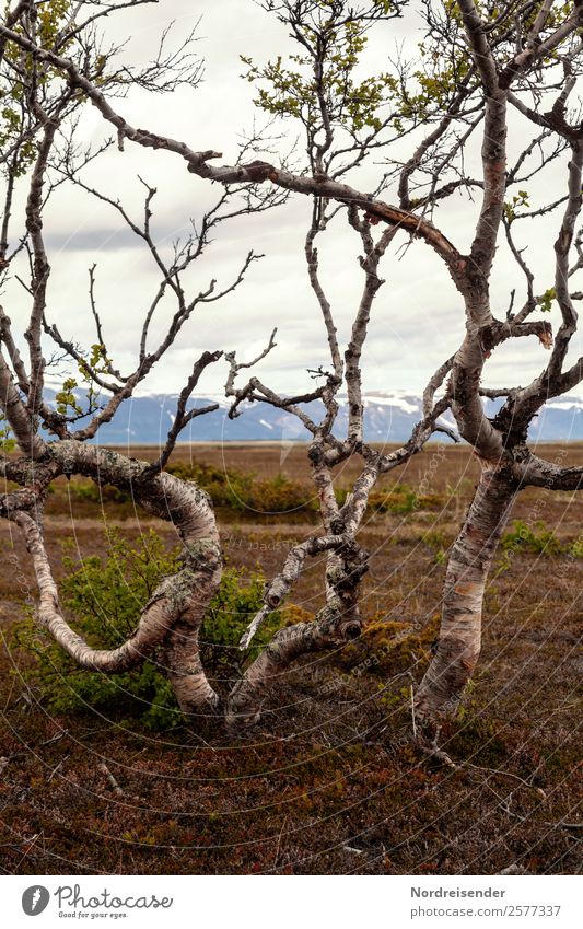 Grenzüberschreitung | Baumgrenze wandern Natur Landschaft Erde schlechtes Wetter Regen Pflanze Gras Berge u. Gebirge Wachstum außergewöhnlich ruhig demütig