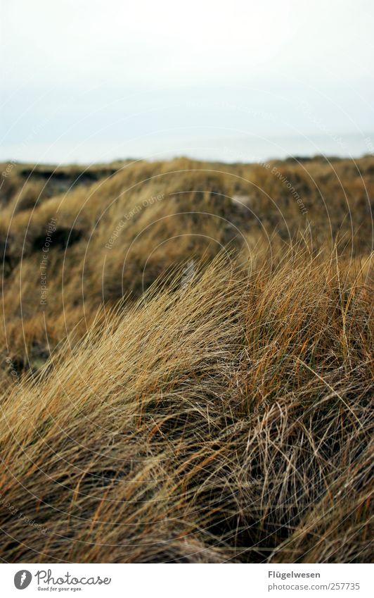 Kämpf mich durch zum Horizont Ferien & Urlaub & Reisen Tourismus Ausflug Abenteuer Ferne Freiheit Strand Pflanze Gras Sträucher Wellen Küste Seeufer Bucht Fjord