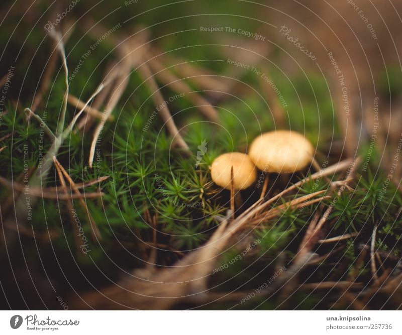 zwei.sam Umwelt Natur Pflanze Erde Herbst Moos Kiefernnadeln Wald klein natürlich paarweise 2 Pilz Pilzhut grün braun Farbfoto Gedeckte Farben Außenaufnahme