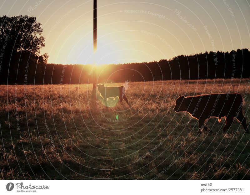 Mastvieh Strommast Umwelt Natur Landschaft Pflanze Tier Wolkenloser Himmel Horizont Sonne Sommer Klima Schönes Wetter Wärme Baum Gras Sträucher Wiese Wald Weide