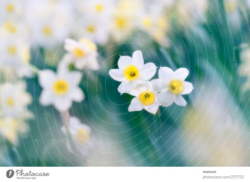 Ostern kann kommen Natur Frühling Blume Blüte Gelbe Narzisse authentisch schön natürlich Farbfoto Außenaufnahme Menschenleer Kontrast Schwache Tiefenschärfe