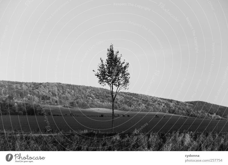 Im Herbst Umwelt Natur Landschaft Wolkenloser Himmel Baum Wiese Feld Wald Hügel ästhetisch Einsamkeit einzigartig Erholung Freiheit Horizont Idylle Leben