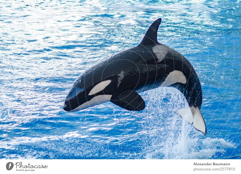 a jumping orca in a blue sea Leben Schwimmbad Angeln Jagd Kreuzfahrt Sommer Meer Insel Wassersport Schwimmen & Baden Natur Tier Wildtier 1 springen whale animal