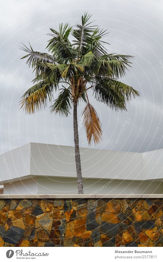 palm tree in front of a modern building with stone wall Ferien & Urlaub & Reisen Natur Mauer Wand exotisch sky architecture landscape urban vacation tropical